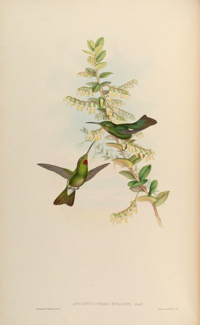 Aphantochroa gularis = Heliodoxa gularis door John Gould